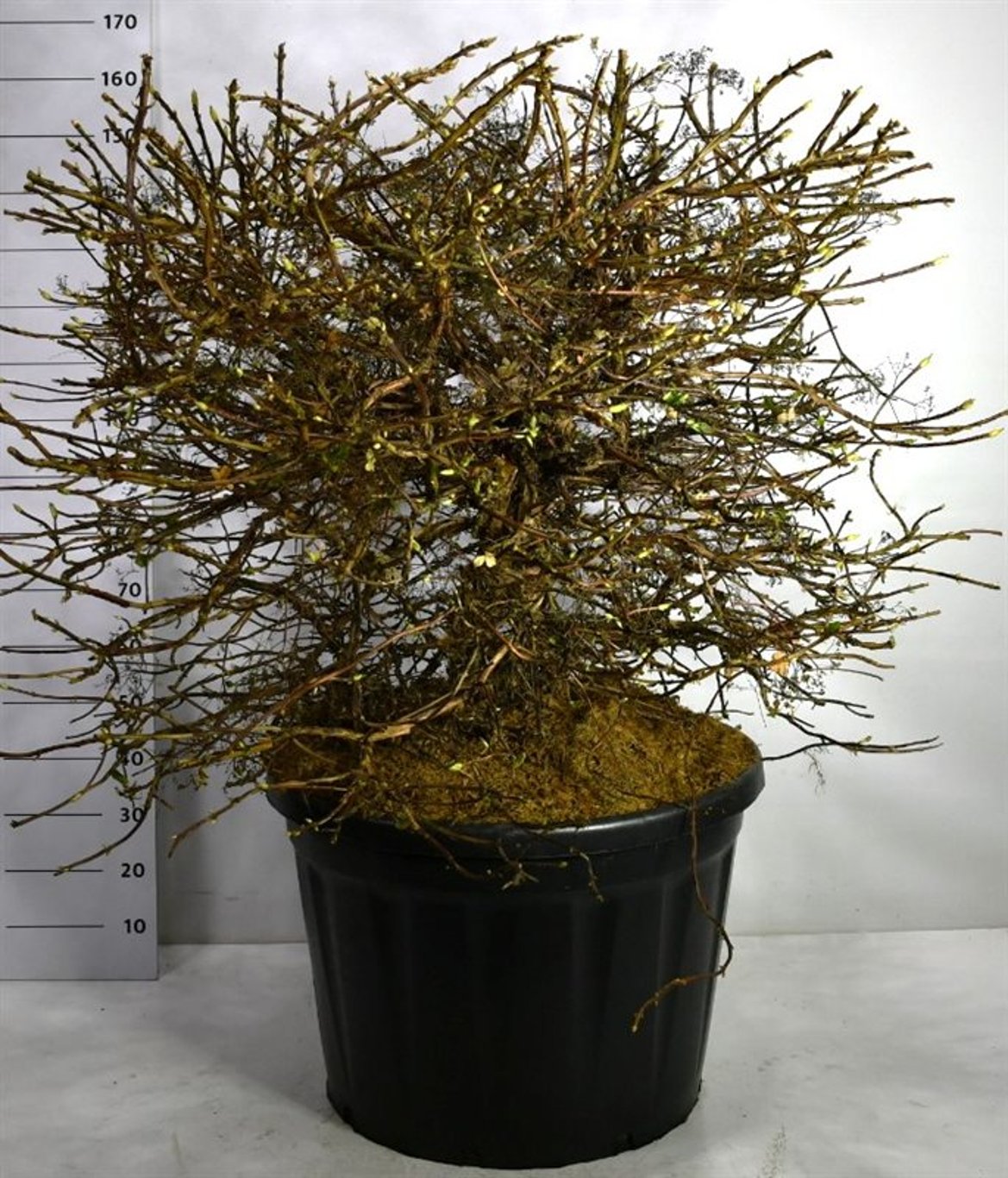 Hydrangea petiolaris - 120-130 CM Ball C180